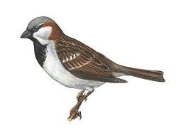 Image result for Passer domesticus