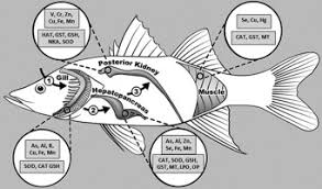 Image result for Centropomus parallelus
