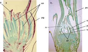 Attēlu rezultāti vaicājumam “Eurhynchium angustirete sporophyte”