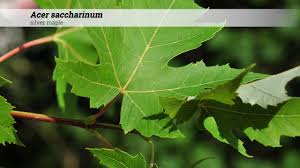 Attēlu rezultāti vaicājumam “Acer saccharinum fruit”