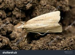 Attēlu rezultāti vaicājumam “Tineidae”