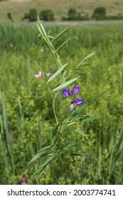 Attēlu rezultāti vaicājumam “Lathyrus palustris bud”