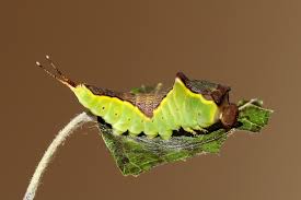 Attēlu rezultāti vaicājumam “Cerura vinula larva”