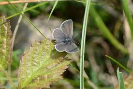 Attēlu rezultāti vaicājumam “Cupido minimus”