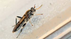 Attēlu rezultāti vaicājumam “Brachycera”