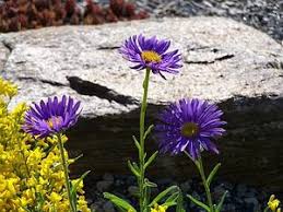 Image result for Aster alpinus