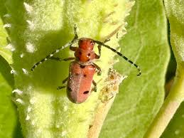 Attēlu rezultāti vaicājumam “Gaurotes virginea”