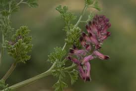 Image result for Fumaria officinalis