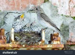 Attēlu rezultāti vaicājumam “Muscicapa striata nest”