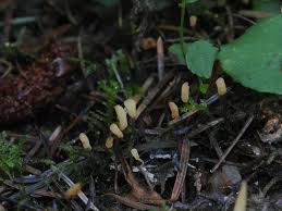 Attēlu rezultāti vaicājumam “Heyderia abietis”