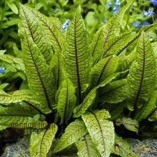 Image result for Rumex sanguineum