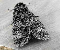 Attēlu rezultāti vaicājumam “Acronicta megacephala”