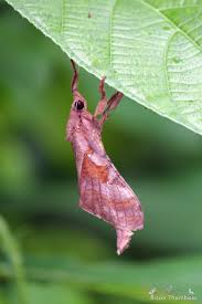 Attēlu rezultāti vaicājumam “Hepialidae”