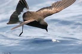 Image result for Oceanites oceanicus