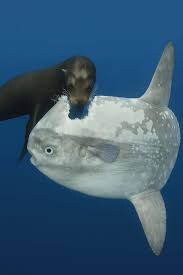 Image result for Mola mola