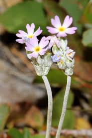 Attēlu rezultāti vaicājumam “Primula farinosa fruit”