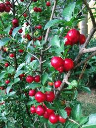 Attēlu rezultāti vaicājumam “Citrullus lanatus leaf”