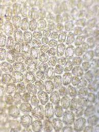 Attēlu rezultāti vaicājumam “Odontoschisma sphagni”