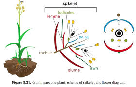 Attēlu rezultāti vaicājumam “Gramineae”