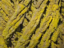 Attēlu rezultāti vaicājumam “Chrysothrix candelaris”