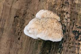 Attēlu rezultāti vaicājumam “Postia tephroleucus”