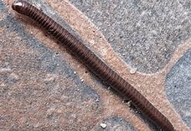 Attēlu rezultāti vaicājumam “Diplopoda”