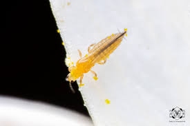 Attēlu rezultāti vaicājumam “Thysanoptera”