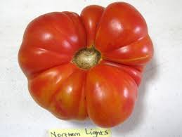 Afbeeldingsresultaat voor northern lights tomato