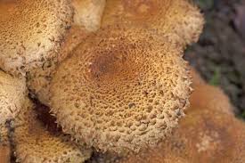 Attēlu rezultāti vaicājumam “Pholiota squarrosa”