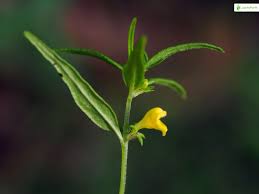 Attēlu rezultāti vaicājumam “Melampyrum sylvaticum flower”