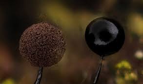 Attēlu rezultāti vaicājumam “Comatricha sp.”