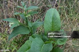 Attēlu rezultāti vaicājumam “Rumex obtusifolius”