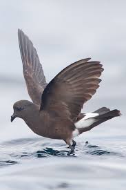 Image result for Oceanites oceanicus