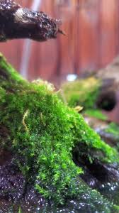 Attēlu rezultāti vaicājumam “Leptodictyum riparium”