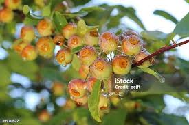 Attēlu rezultāti vaicājumam “Malus baccata fruit”