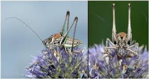 Attēlu rezultāti vaicājumam “Tettigoniodea”