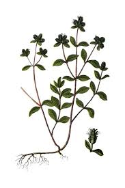 Image result for Origanum majorana