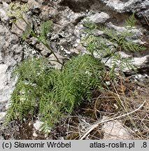 Attēlu rezultāti vaicājumam “Conioselinum tataricum”