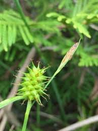 Attēlu rezultāti vaicājumam “Carex flava”