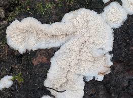 Attēlu rezultāti vaicājumam “Phlebia rufa”