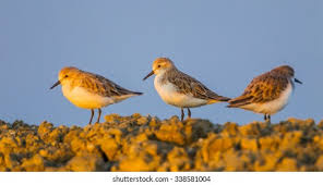 Image result for Calidris ruficollis