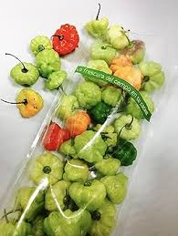 Afbeeldingsresultaat voor aji dulce sweet pepper