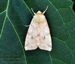 Attēlu rezultāti vaicājumam “Enargia paleacea”