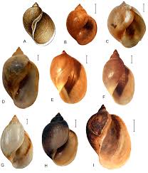 Attēlu rezultāti vaicājumam “Lymnaeidae”