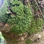 Attēlu rezultāti vaicājumam “Metzgeria furcata”