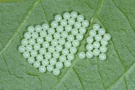 Attēlu rezultāti vaicājumam “Arctia caja larva”