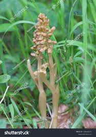 Attēlu rezultāti vaicājumam “Neottia nidus-avis bud”