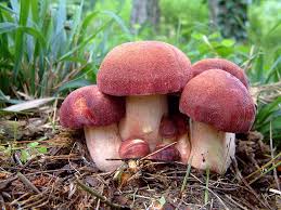 Attēlu rezultāti vaicājumam “Tricholomopsis rutilans”