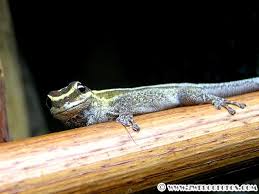 Attēlu rezultāti vaicājumam “Lycogala convexum young”