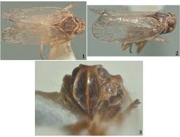 Attēlu rezultāti vaicājumam “Cixius sp.”